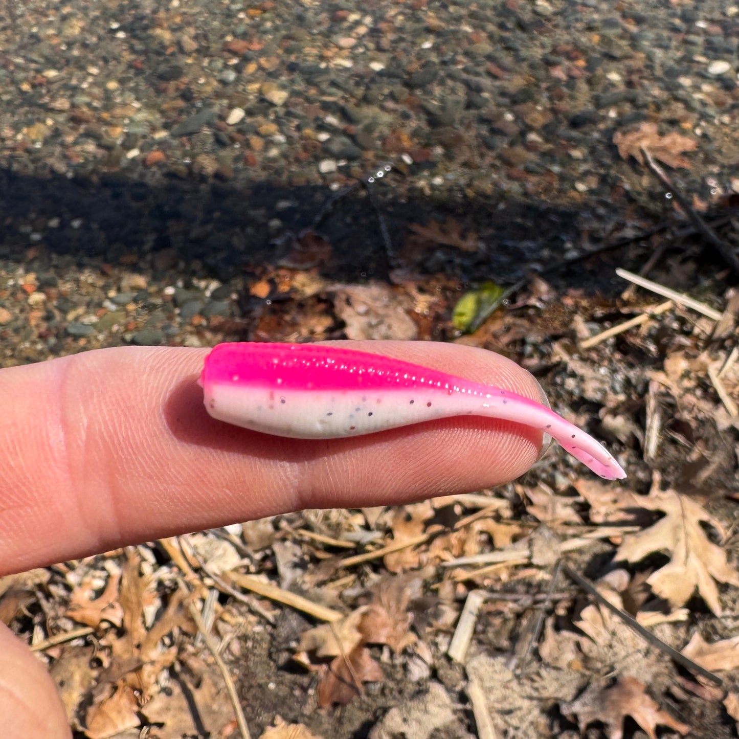 BS Minnow